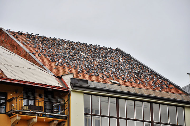 A2B Pest Control are able to install spikes to deter birds from roofs in Eastbourne.