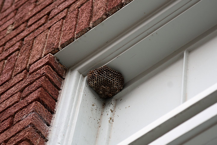 We provide a wasp nest removal service for domestic and commercial properties in Eastbourne.